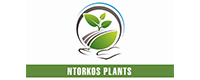 NTORKOS PLANTS